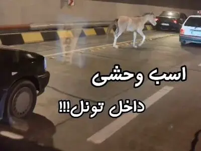 حضور یک اسب وحشی در تونل آزاد راه تهران شمال + فیلم