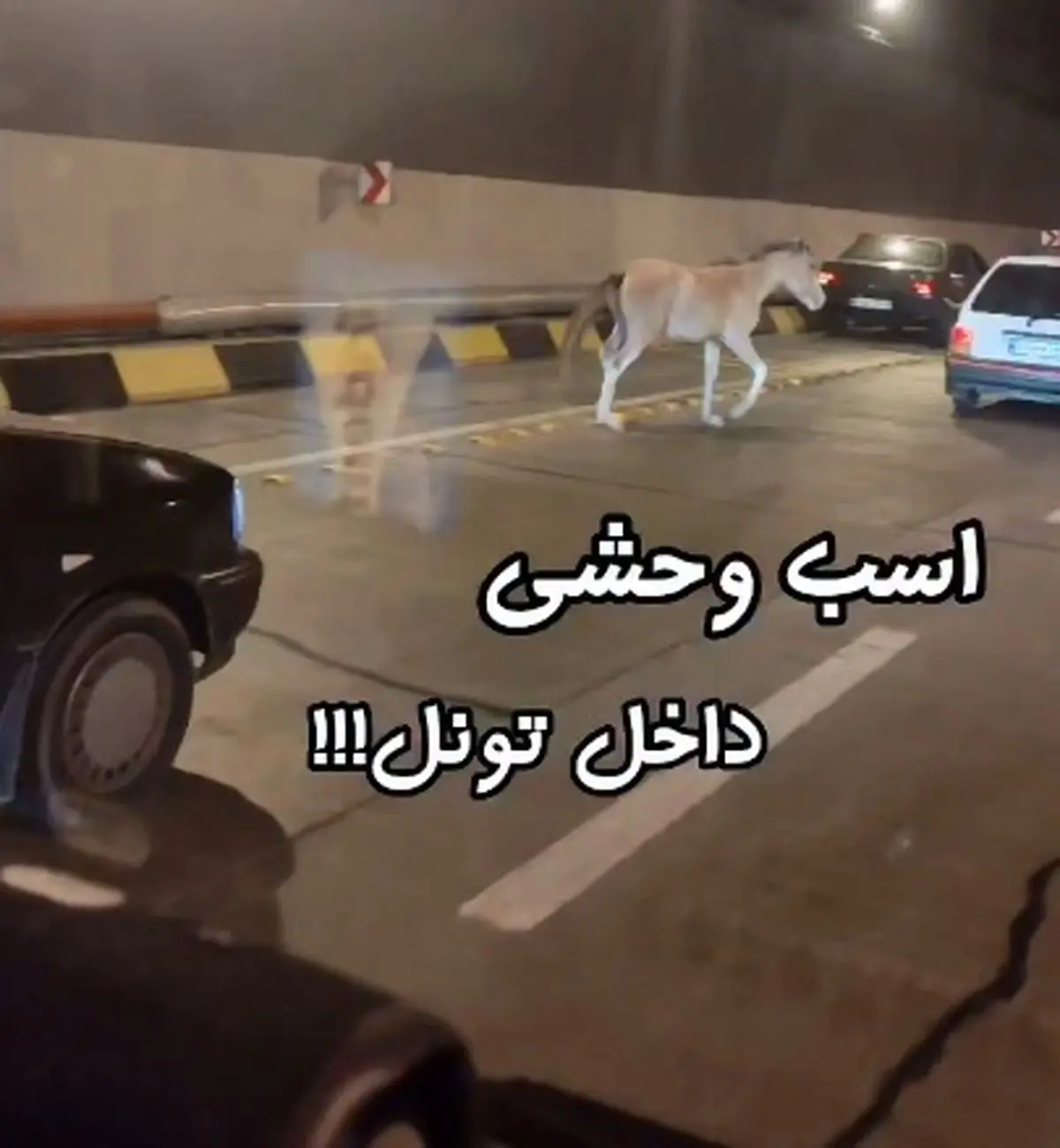 حضور یک اسب وحشی در تونل آزاد راه تهران شمال + فیلم