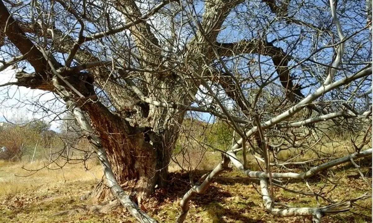 ثبت درخت گردوی ۴۰۰ ساله روستای پشتوک ماهنشان در فهرست آثار ملی 