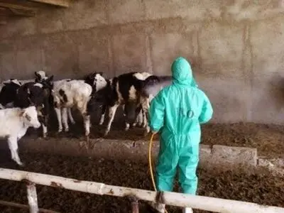 سم‌پاشی بیش از 220 هزار رأس دام در استان مرکزی علیه انگل‌های خارجی