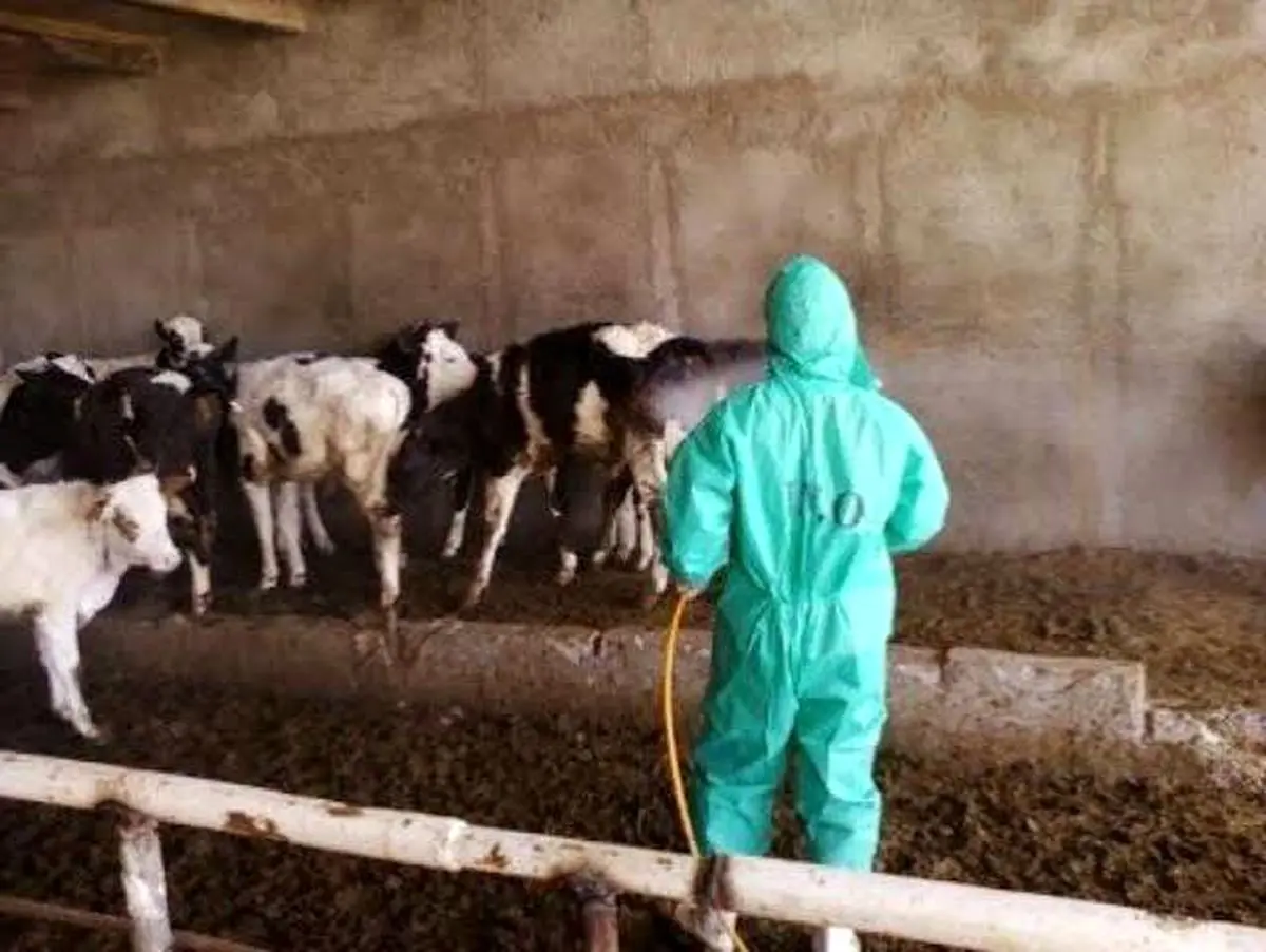سم‌پاشی بیش از 220 هزار رأس دام در استان مرکزی علیه انگل‌های خارجی