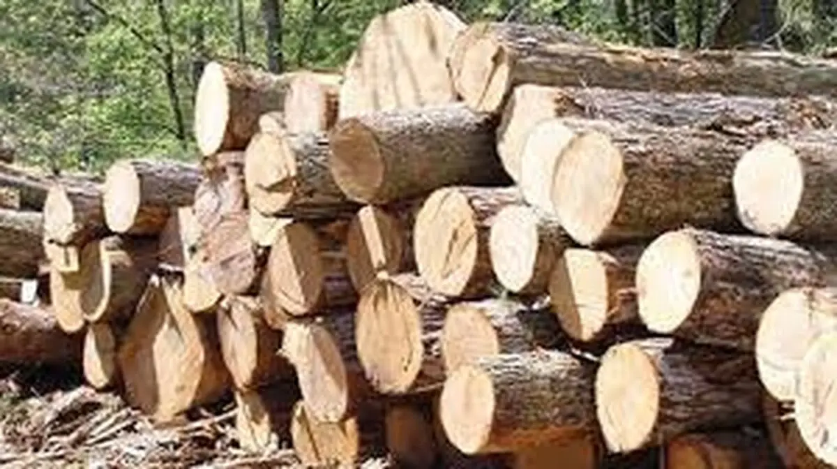 کشف 2 تن چوب جنگلی قاچاق در ساری