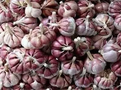 سالانه 60 هزار تن سیر از مزارع همدان برداشت می شود       