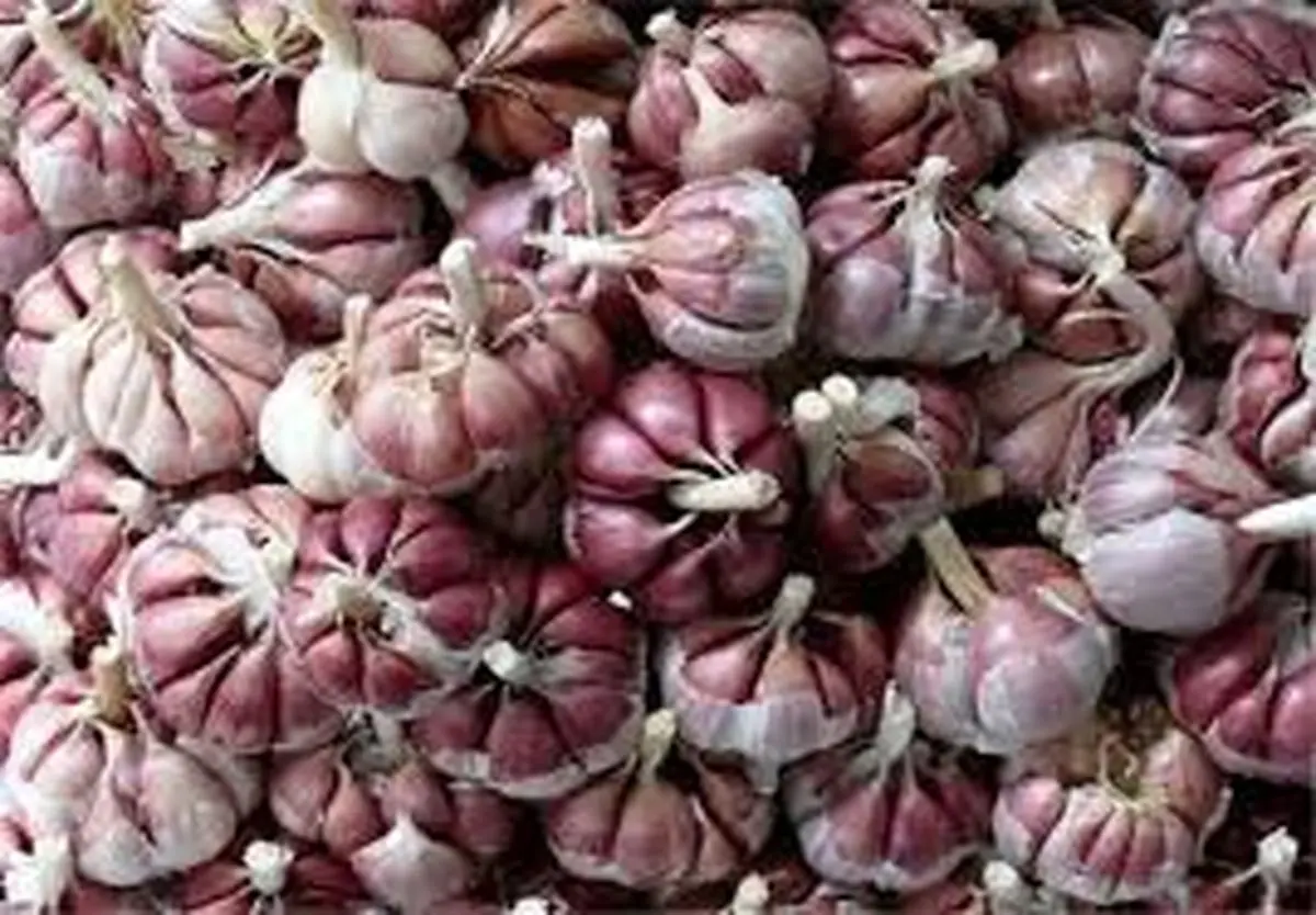 سالانه 60 هزار تن سیر از مزارع همدان برداشت می شود       