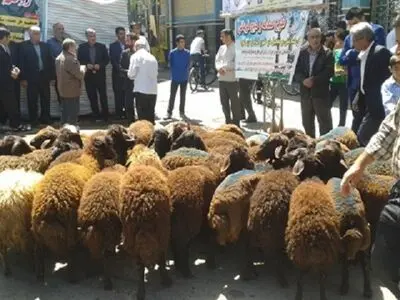 ۵۲ رأس گوسفند به میمنت ماه‌شعبان برای نیازمندان اهدا شد