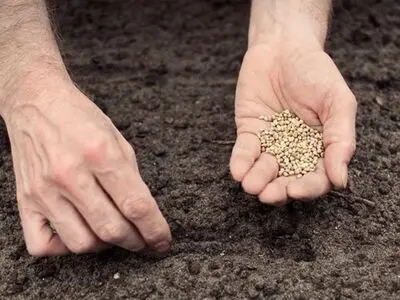 آموزش کاشت بذر به 2 روش (راهنمای قدم به قدم)