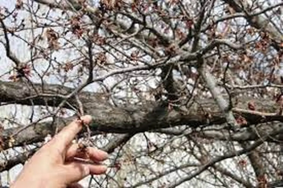 خسارت میلیاردی سرمازدگی به باغات چهارمحال و بختیاری
