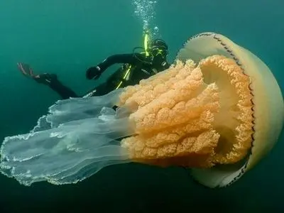 شباهت جالب روتین خواب عروس دریایی‌ و انسان 