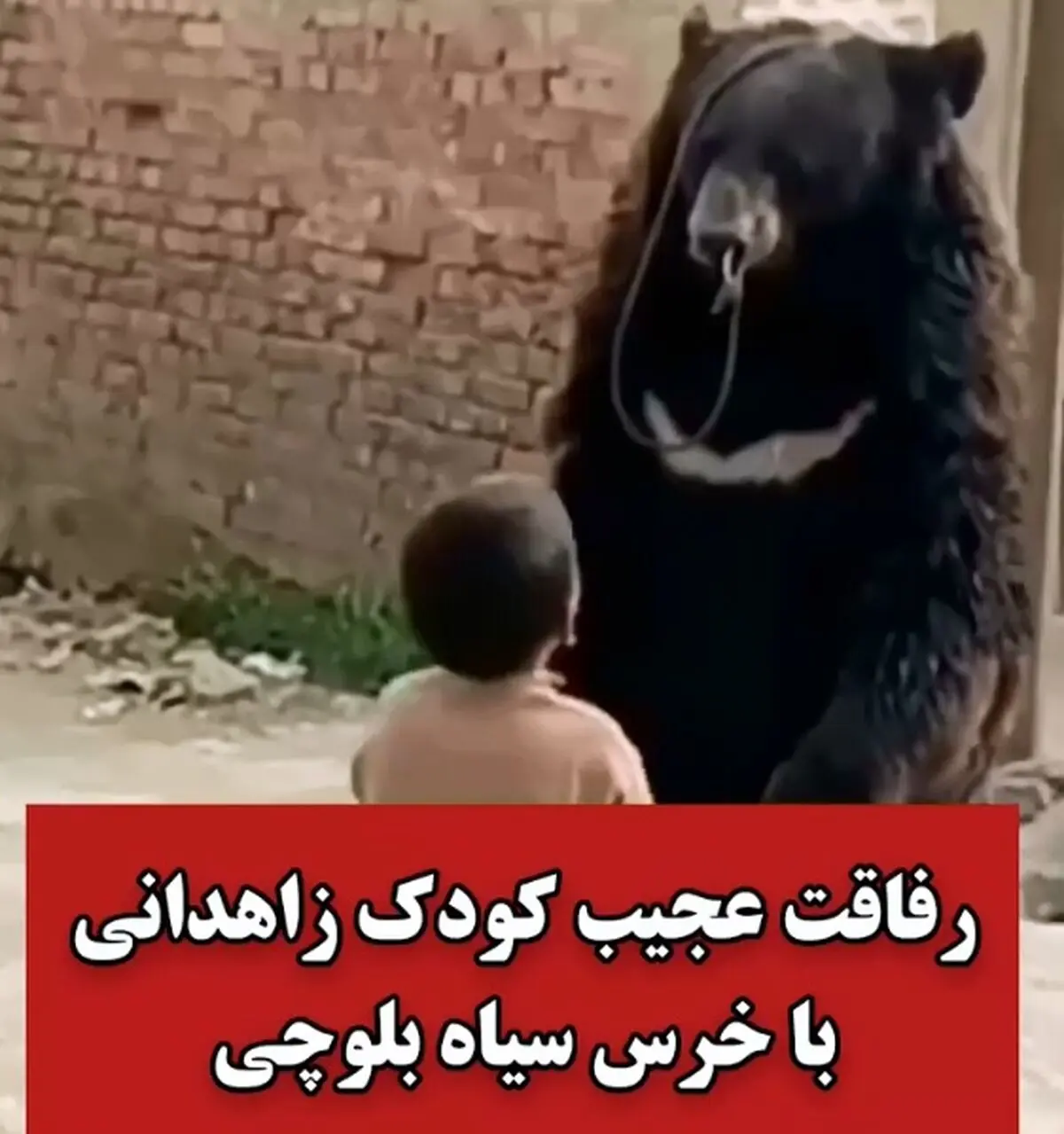 تصاویری ببینید از رفاقت عجیب کودک اهل زاهدان با خرس سیاه بلوچی