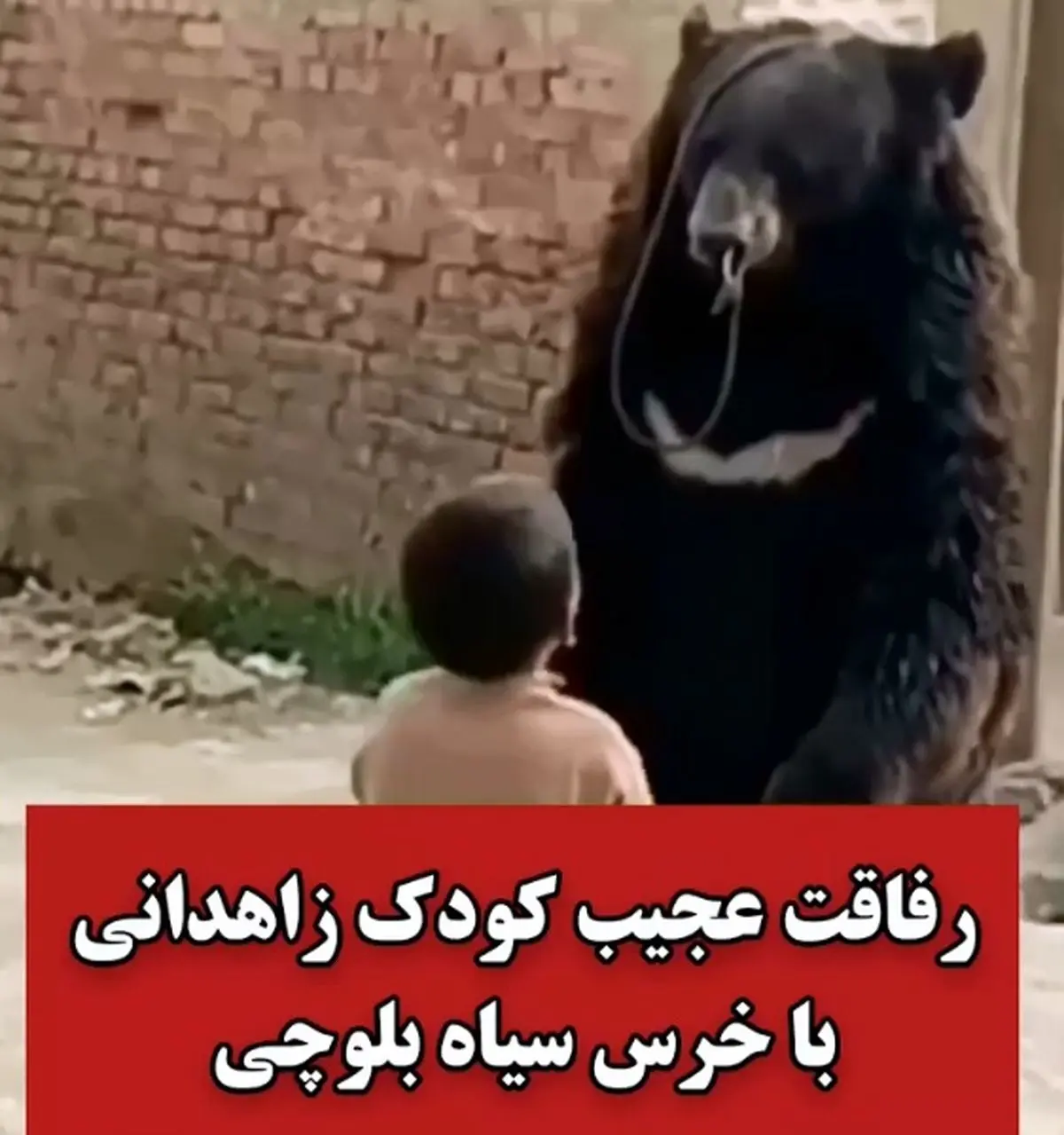 تصاویری ببینید از رفاقت عجیب کودک اهل زاهدان با خرس سیاه بلوچی