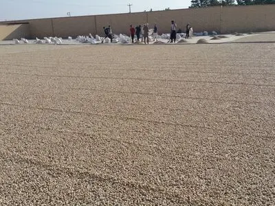 دستگاه هوشمند سورتر پسته