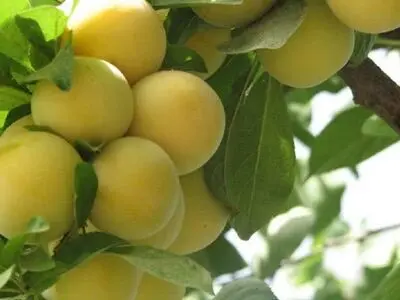 
Iran’s Mazandaran exports over 29,000 tons of fruit a day
