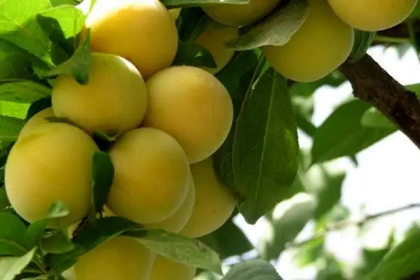 
Iran’s Mazandaran exports over 29,000 tons of fruit a day
