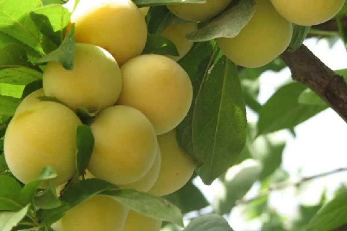 قیمت عمده میوه و سبزیجات هفته جاری تعیین شد + جدول