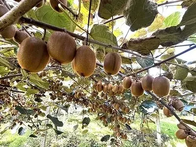 صادرات بیش از ۷ هزار تن کیوی از گیلان