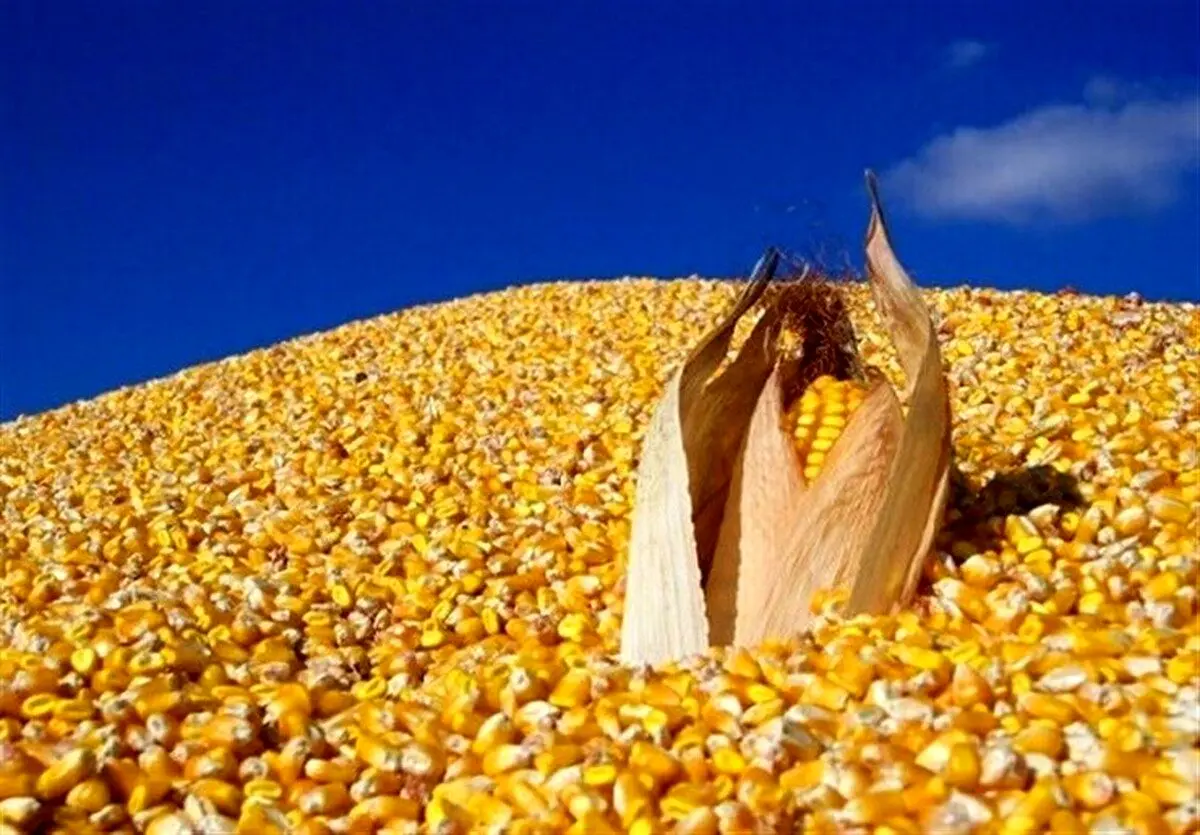 اعلام قیمت خرید تضمینی جو و ذرت