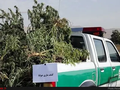 کشف ۷۰ کیلوگرم ماده مخدر ماری‌جوانا در گتوند و دستگیری دو متهم