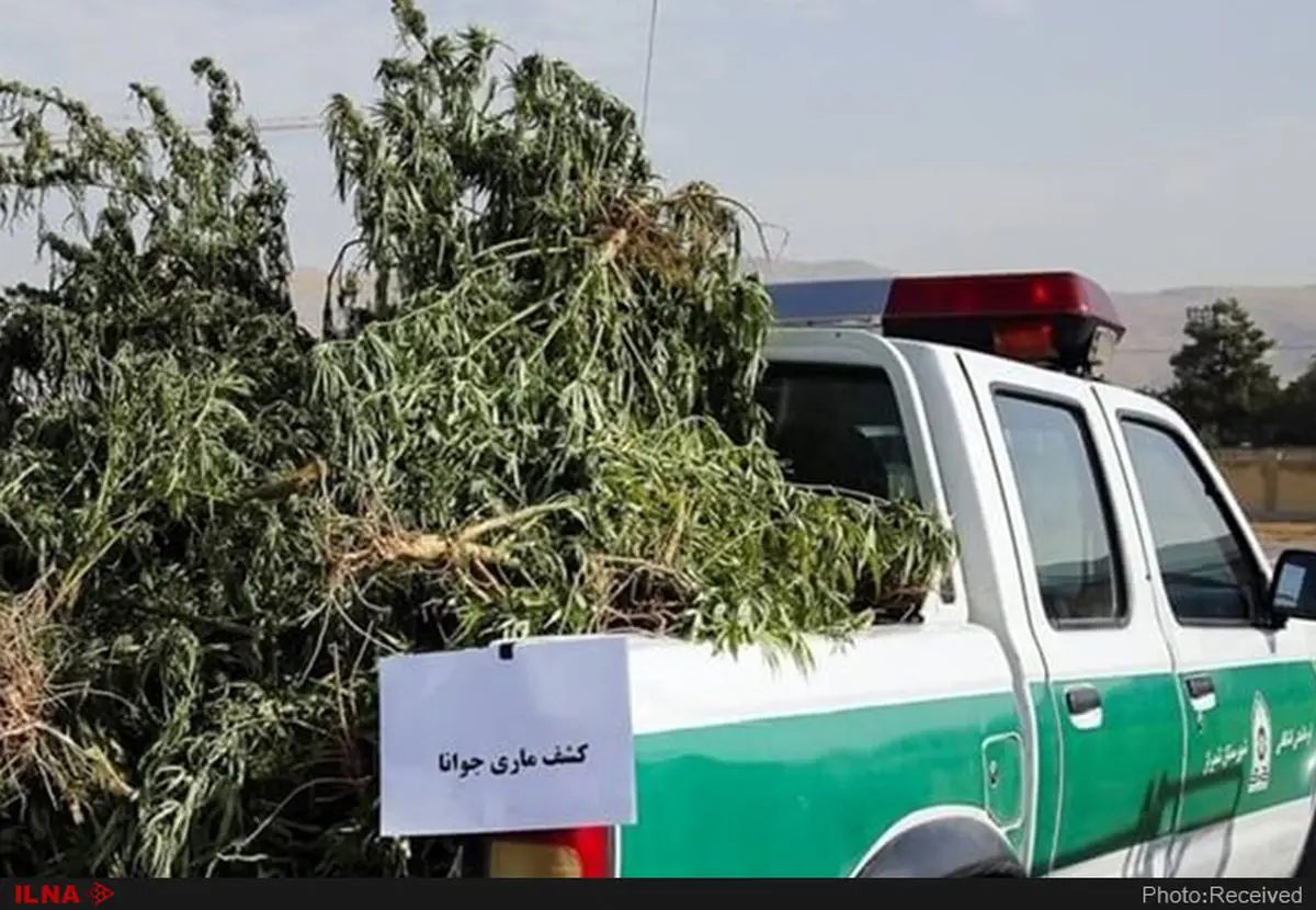 کشف ۷۰ کیلوگرم ماده مخدر ماری‌جوانا در گتوند و دستگیری دو متهم