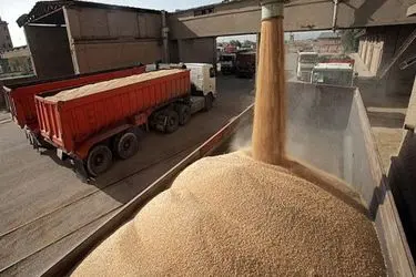 خرید گندم تضمینی در فارس از مرز ۲۵۰ هزار تن گذشت
