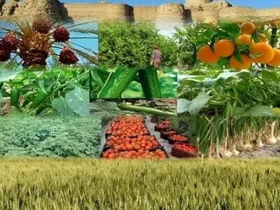 جذب 40 هزار میلیارد ریال سرمایه گذاری در بخش کشاورزی استان مرکزی