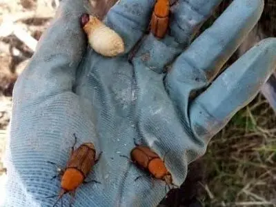 زنگ خطر آفت سرخرطومی حنایی خرما با آغاز فصل گرما در هرمزگان