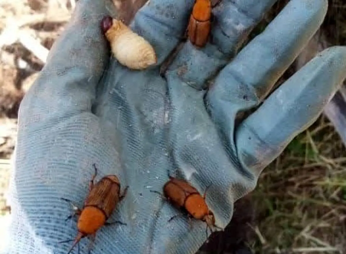 زنگ خطر آفت سرخرطومی حنایی خرما با آغاز فصل گرما در هرمزگان