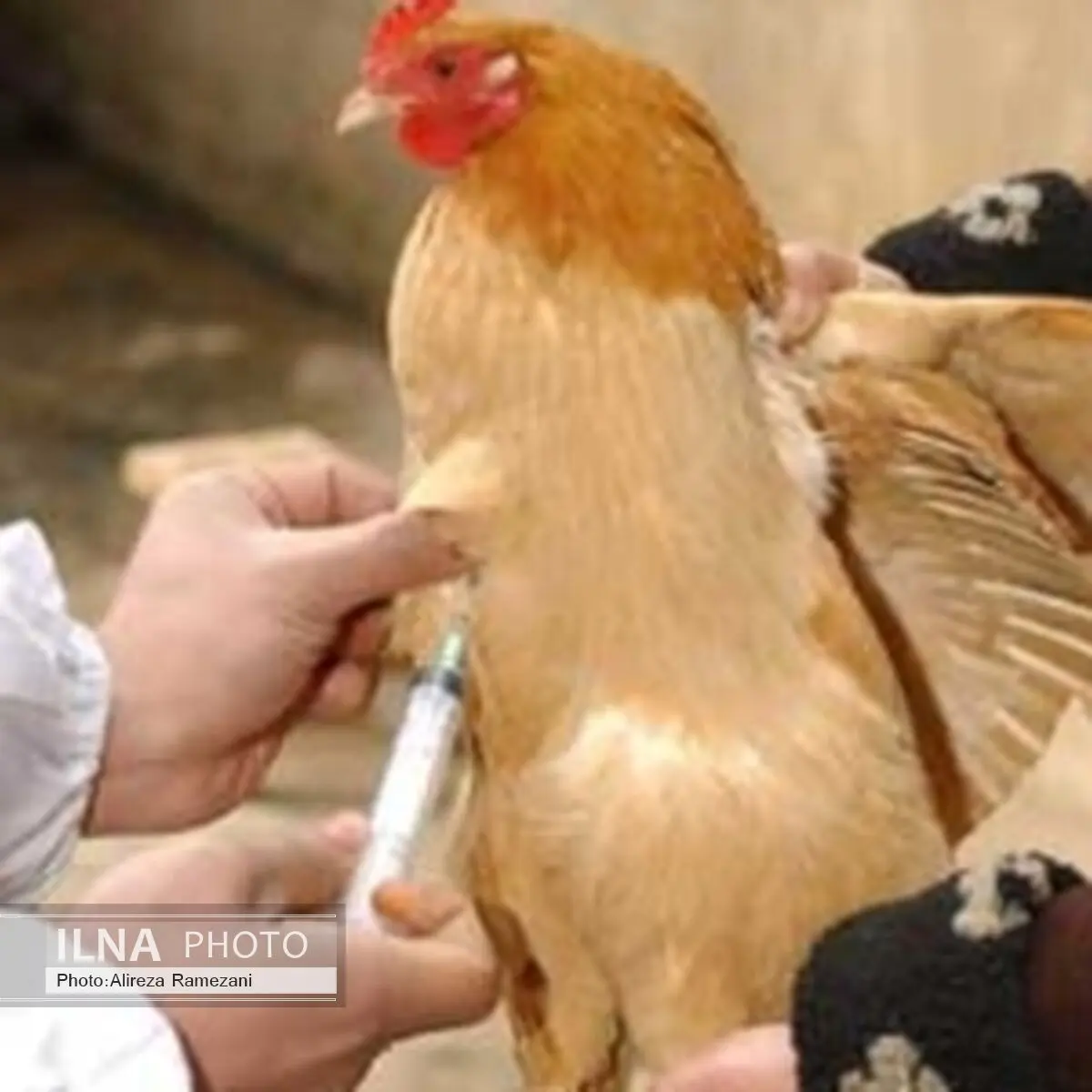 اجرای طرح واکسیناسیون رایگان طیور روستایی علیه بیماری نیوکاسل