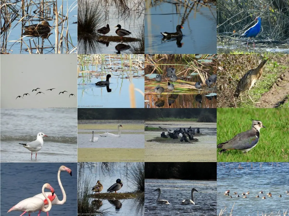 تداوم حضور ده‌ها هزار پرنده آبزی و آغاز دوره جوجه‌آوری در تالاب‌های گیلان
