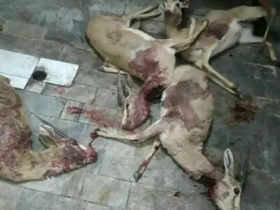 شکارچیان غیرمجاز در منطقه حفاظت شده راور کرمان دستگیر شدند