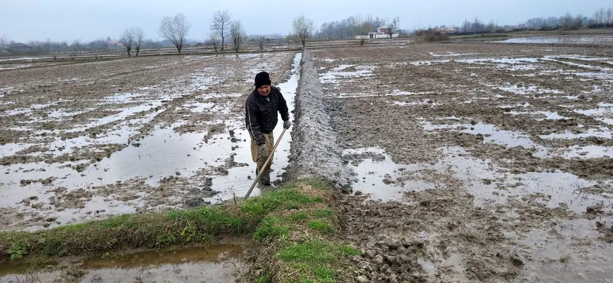 شخم بیش از ۸۰ درصدی شالیزارها در فومن