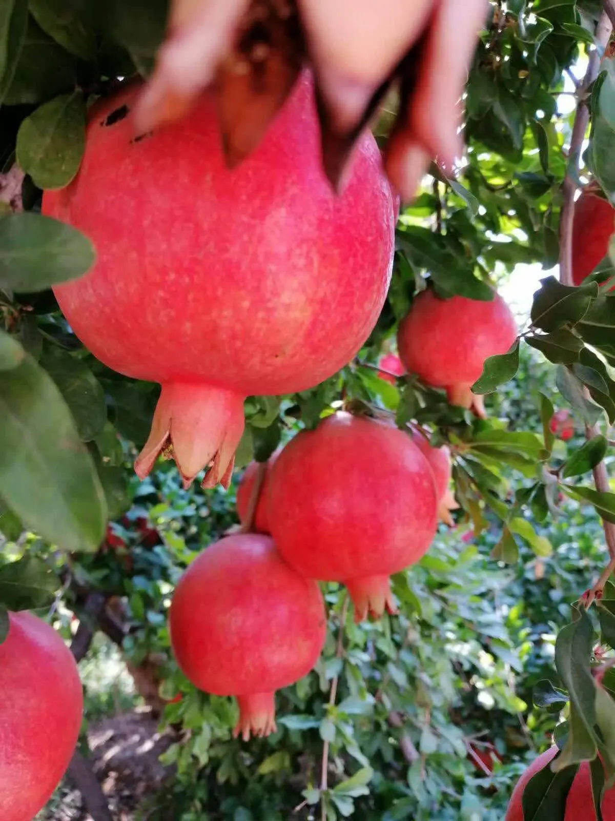 انار رباب نی‌ریز در معرض تهدید خشکسالی و آفات