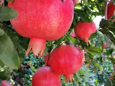 انار رباب نی‌ریز در معرض تهدید خشکسالی و آفات