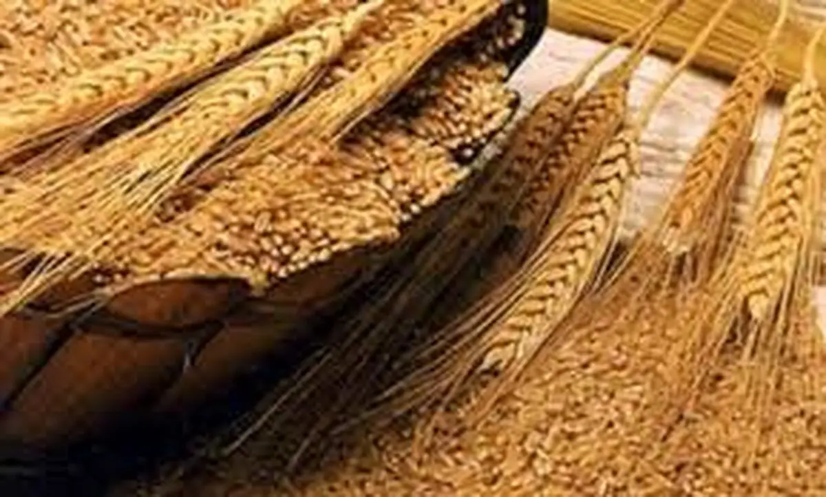 کسب مقام برتر کشوری در تولید بذور اصلاح شده غلات توسط جهاد کشاورزی زنجان/ تولید سالانه 18هزار تن بذر اصلاح شده در استان