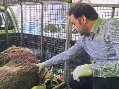 خرس زخمی دنا تلف شد
