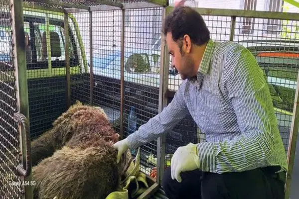 خرس زخمی دنا تلف شد