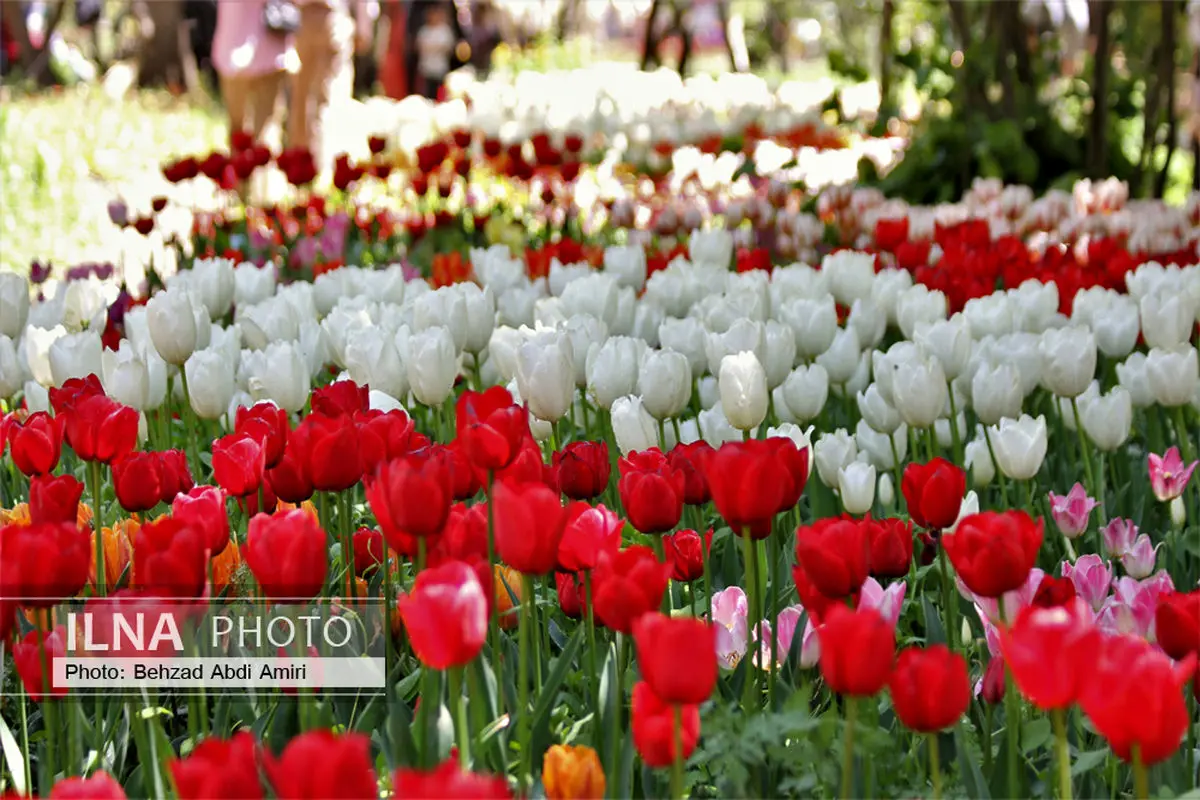 پروژه ملی جشنواره گل لاله پارک چمران با کاشت دوهزار پیاز لاله آغاز شد