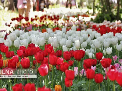 پروژه ملی جشنواره گل لاله پارک چمران با کاشت دوهزار پیاز لاله آغاز شد