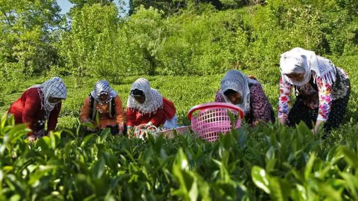 واریز آخرین مطالبات چایکاران امروز به حساب شان 