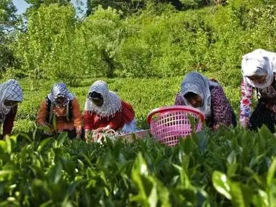 واریز آخرین مطالبات چایکاران امروز به حساب شان 