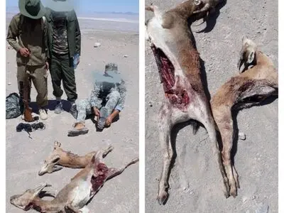 دستگیری هشت متخلف شکار و صید در استان یزد در هفته گذشته