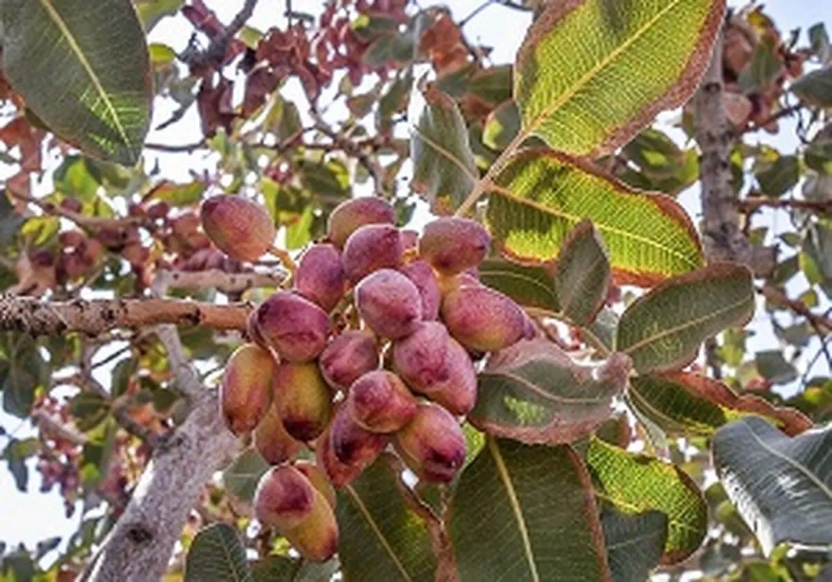 عرضه محصولات کشاورزی در بورس کالا برای رساندن سود بیشتر و مستقیم به کشاورز است