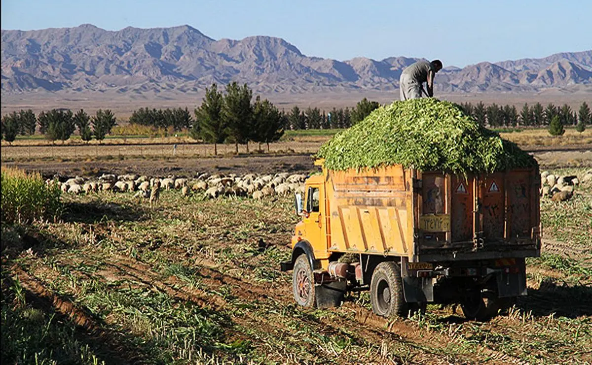 153 هزار تن علوفه زمستانی برای دام های عشایر تامین شده است