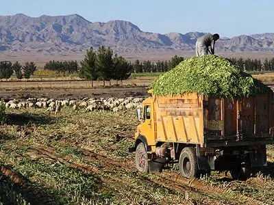 153 هزار تن علوفه زمستانی برای دام های عشایر تامین شده است