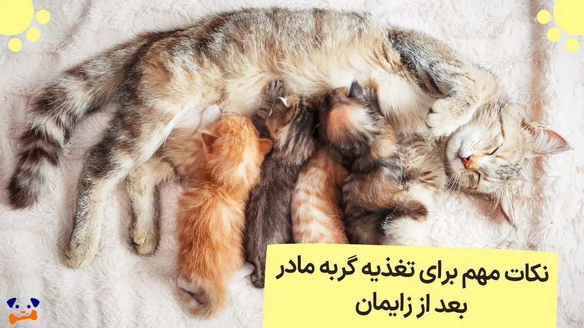 نکات مهم برای تغذیه گربه مادر بعد از زایمان + جدول پیشنهاد برند