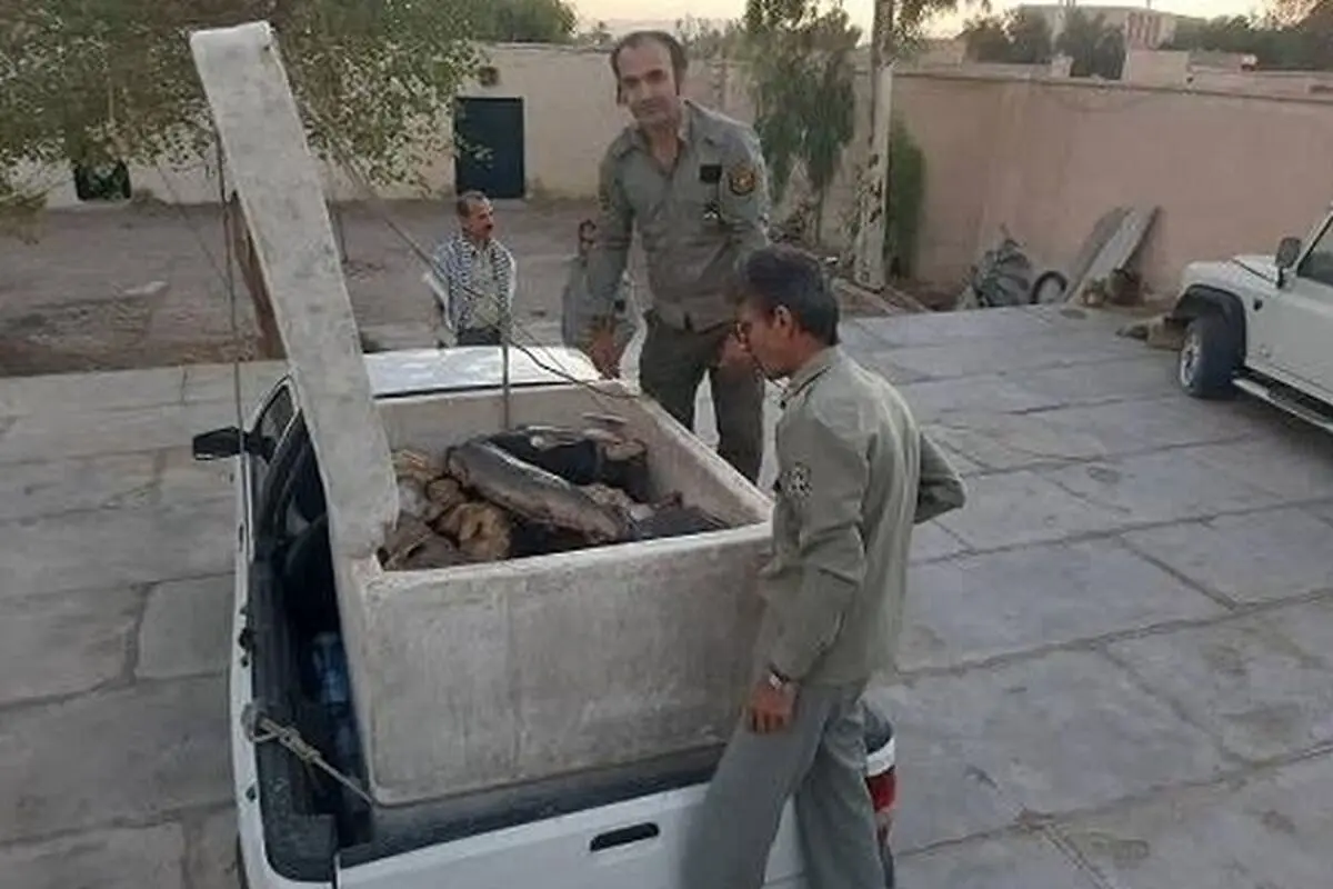 کشف محموله قاچاق کوسه‌ماهی در سیستان و بلوچستان