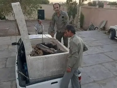 کشف محموله قاچاق کوسه‌ماهی در سیستان و بلوچستان