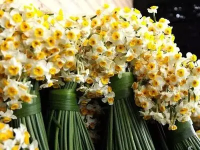 برگزاری ششمین جشنواره گل نرگس شهرستان خفر