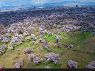 استاندار: باغستان قزوین متولی مشخصی ندارد  / باغستان سنتی قزوین در مسیر ثبت جهانی