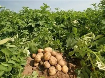 شناسایی و احضار دلالان در بازار عرضه و فروش سیب‌زمینی در گلستان