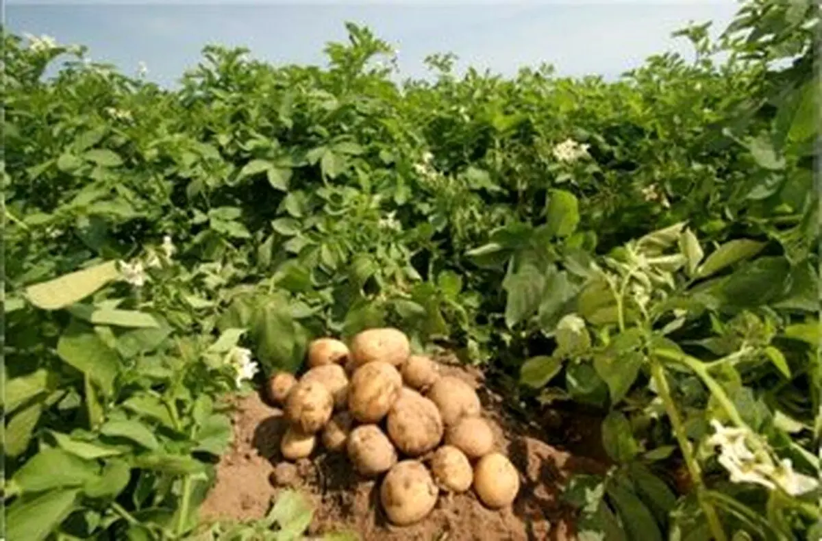 شناسایی و احضار دلالان در بازار عرضه و فروش سیبزمینی در گلستان
